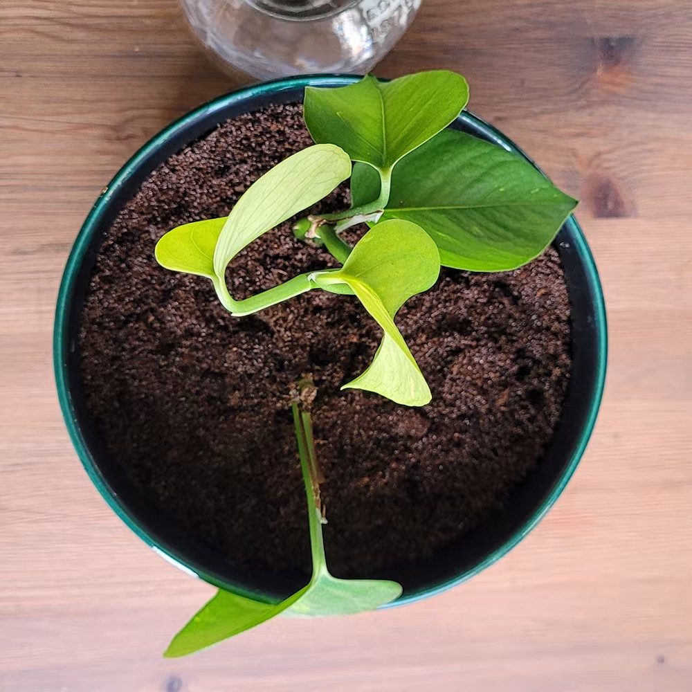 epipremnum stekken in pot