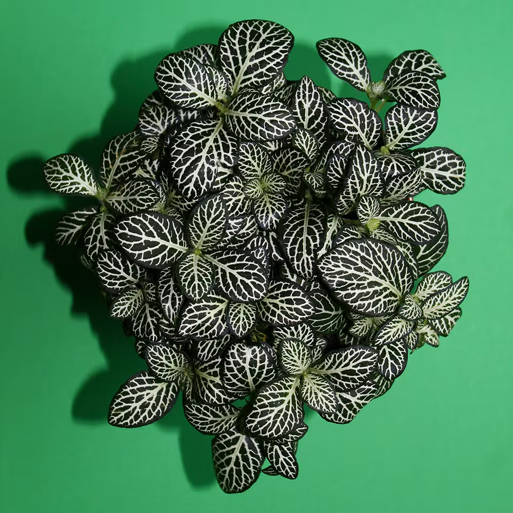 fittonia mozaïekplant groen