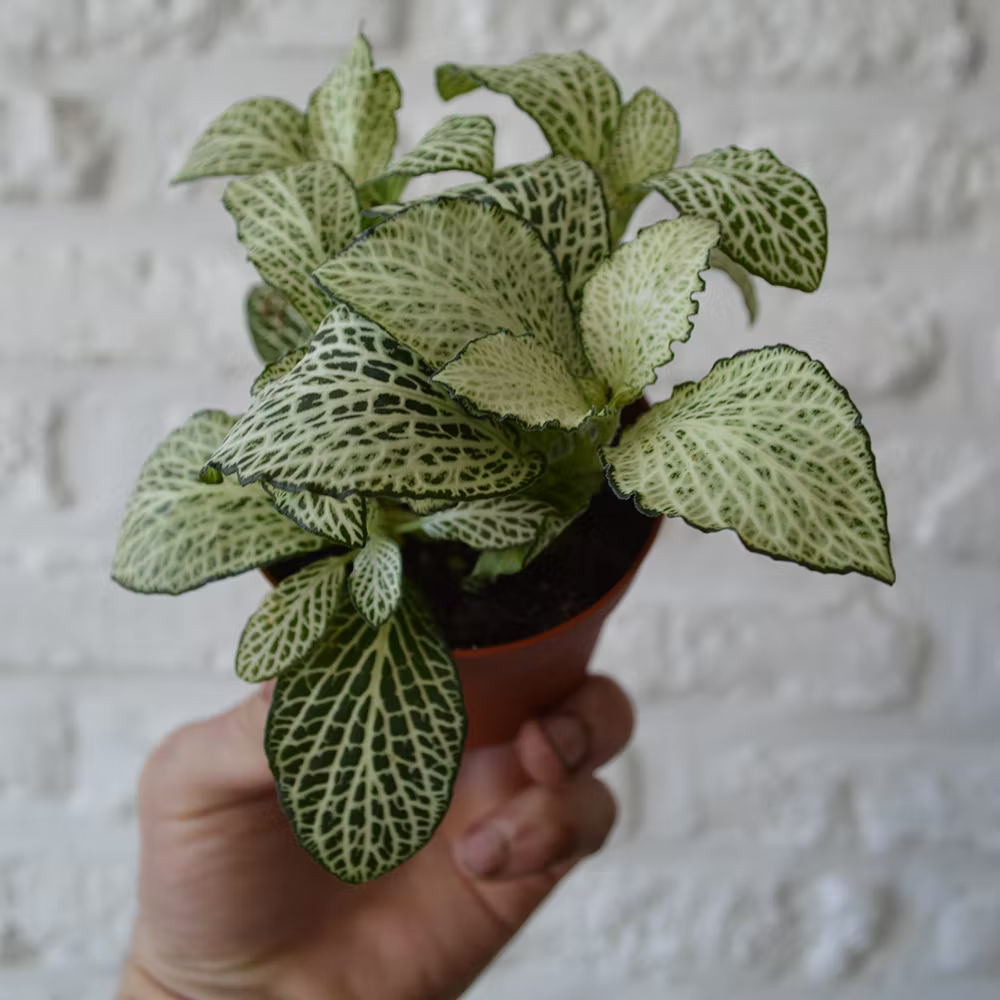 fittonia mozaïekplant verpotten