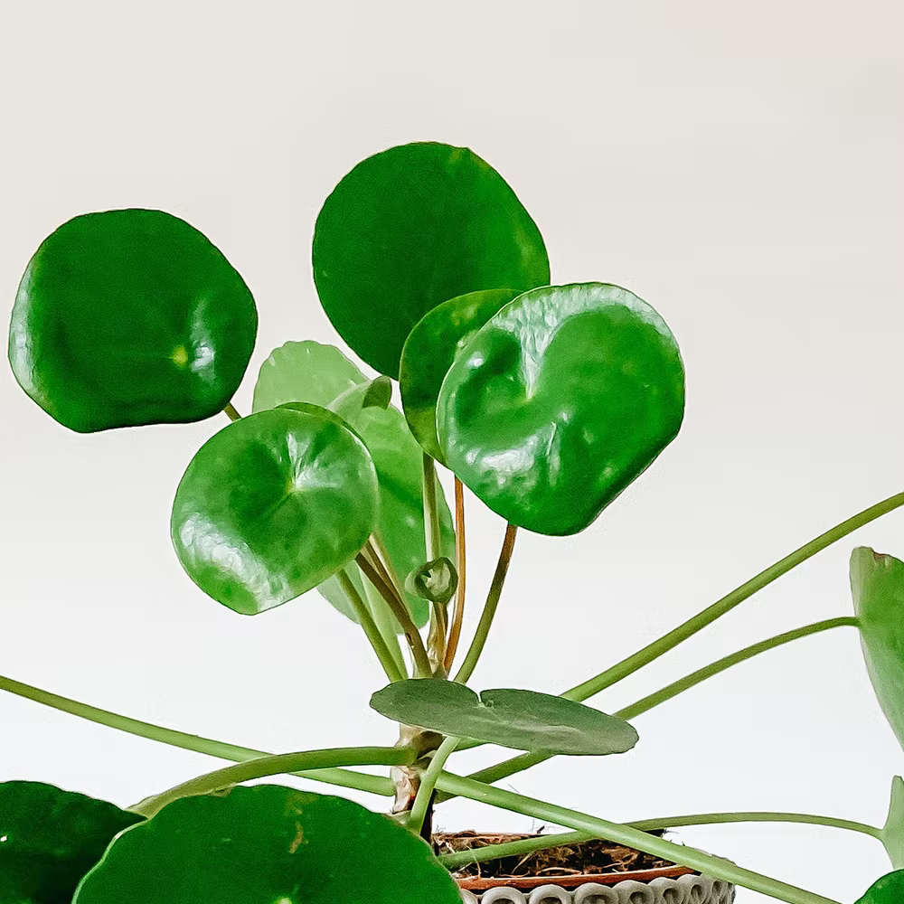 gekruld blad pilea pannenkoekenplantje