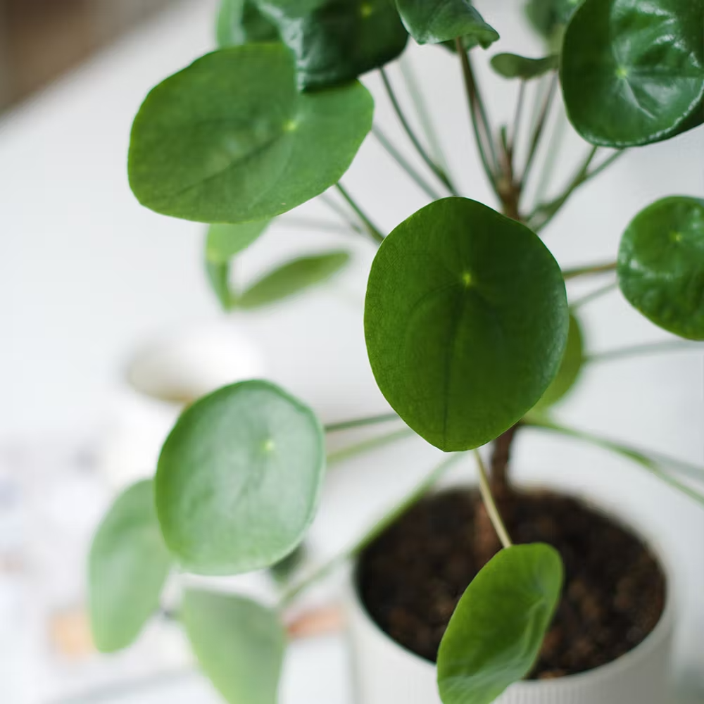 pilea peperomioides