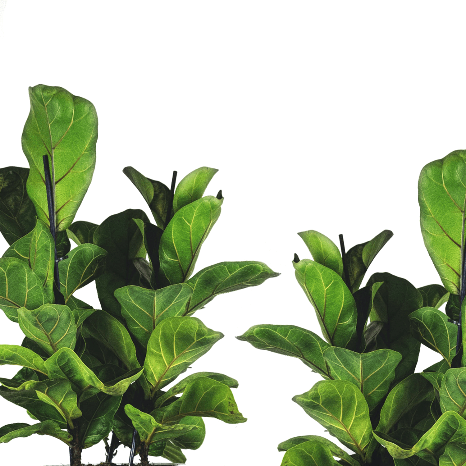 ficus Lyrata laat blad vallen