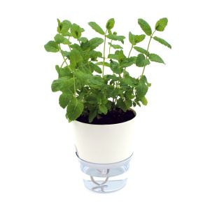 PlantaHerb zelfwaterende plantenpot wit
