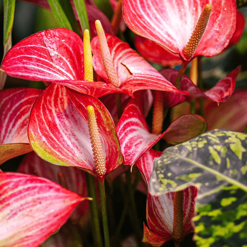 anthurium verzorging