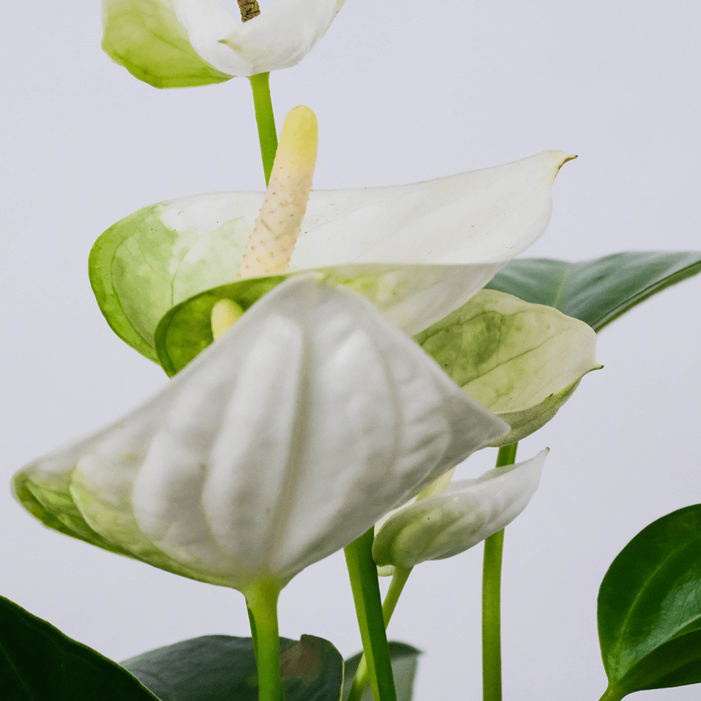 witte anthurium