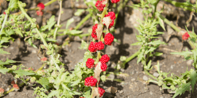 aardbeispinazie trosaardbeispinazie