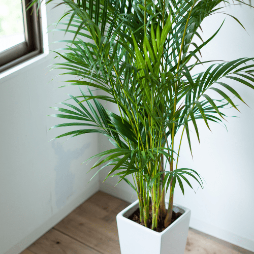 areca palm gaat hangen