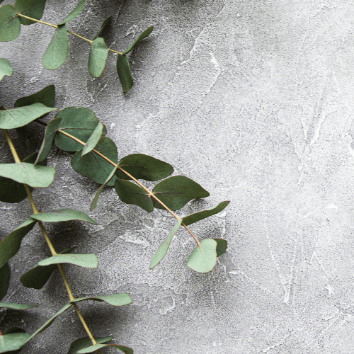 eucalyptus plant droogt uit