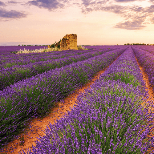 lavendelvelden provence wanneer