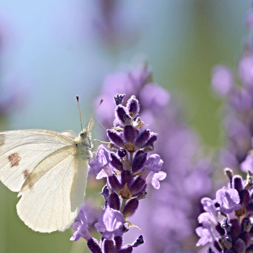 welke lavendel is winterhard