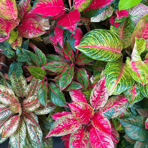 Aglaonema verzorging