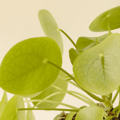 pannenkoekenplant geel blad