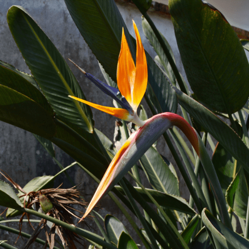 blad strelitzia gaat niet open