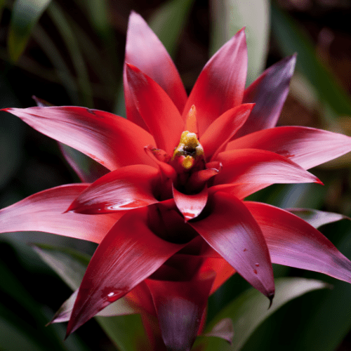 bromelia bruine bladeren