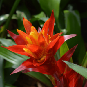 Bromelia