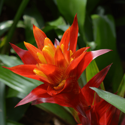 bromelia water geven