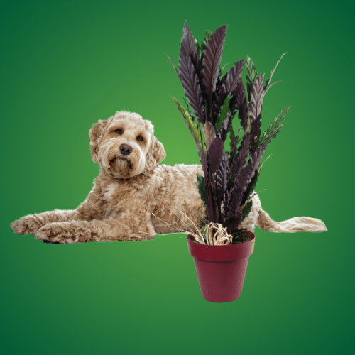 calathea giftig voor honden