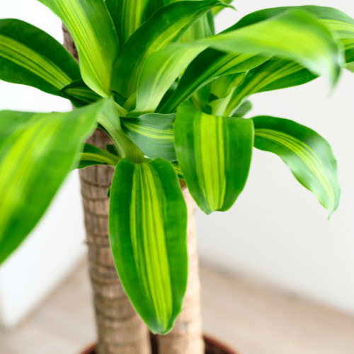 dracaena