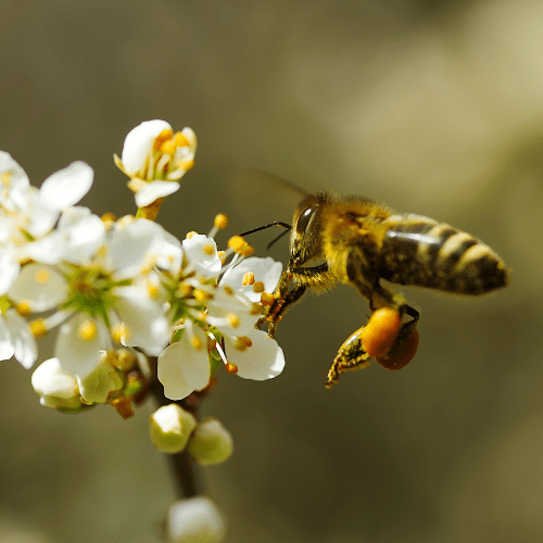 planten die vlinders en bijen aantrekken