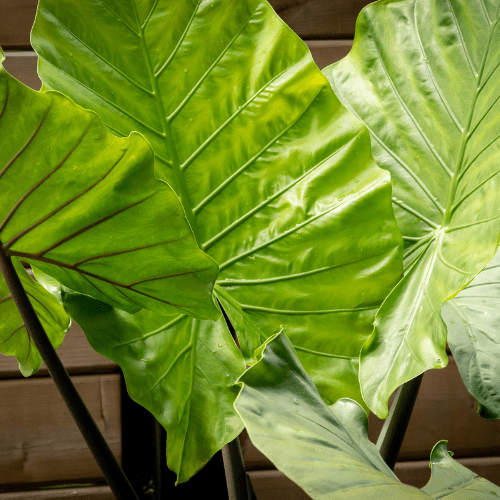 alocasia macrorrhiza water geven