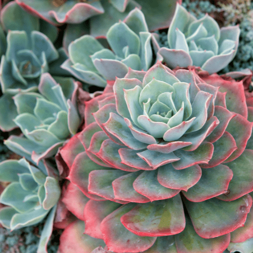 echeveria temperatuur