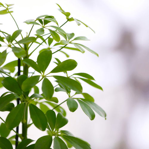 Schefflera plant verzorging