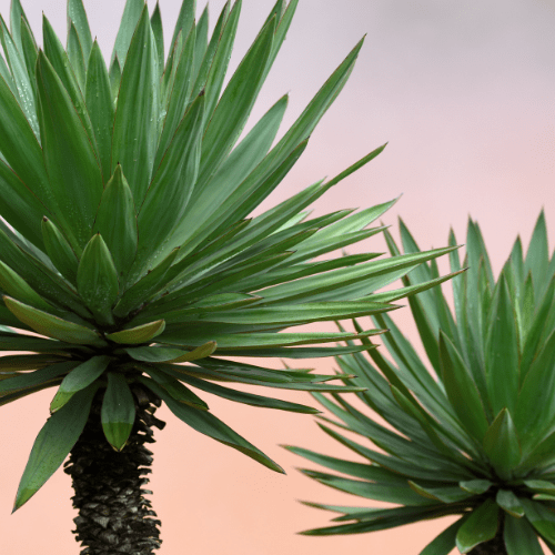 yucca plant verzorgen