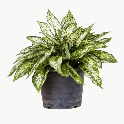 aglaonema silverbay stekken