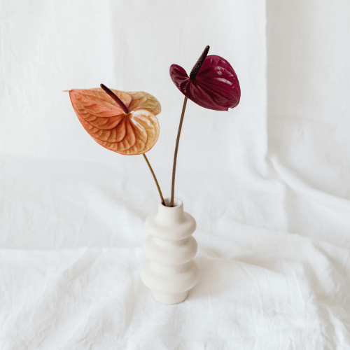 anthurium stekken op water