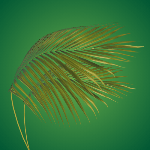 areca palm geel blad