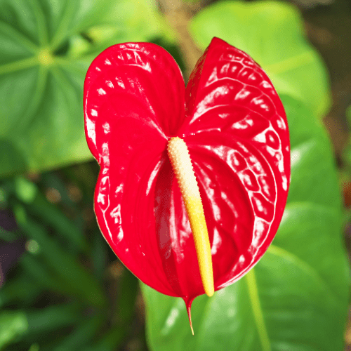 flamingoplant stekken