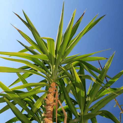 yucca geel blad