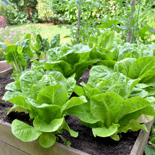 beginnen moestuinbak