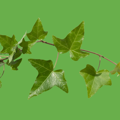 hedera helix stekken