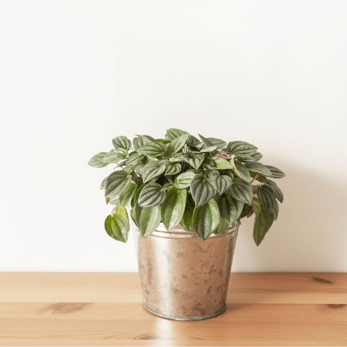 peperomia plant