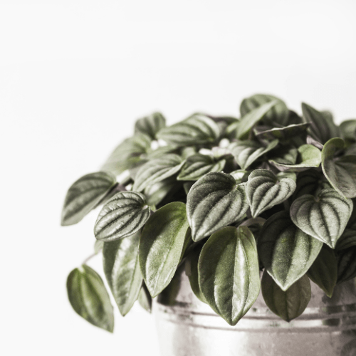 peperomia standplaats