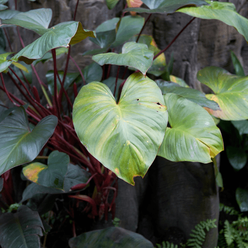 philodendron bruine punten