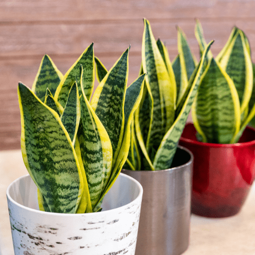 sansevieria verzorging