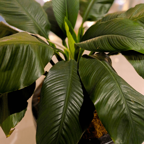 spathiphyllum geen bloemen