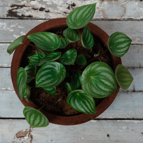 Peperomia Stinkt Ontdek Oorzaken Oplossingen En Preventie 🍃 