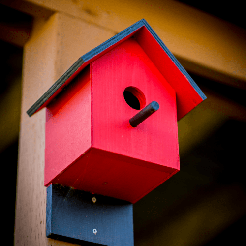 vogelhuisje schoonmaken na uitvliegen