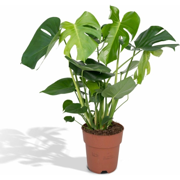 Gatenplant - Monstera Deliciosa hoogte 60cm potmaat 19cm