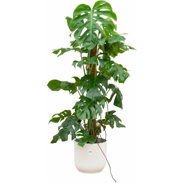 Gatenplant - Monstera Monkey Leaf hoogte 110cm potmaat 24cm