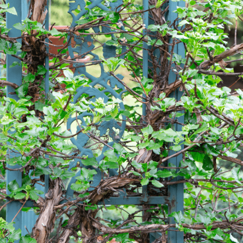 Hydrangea petiolaris