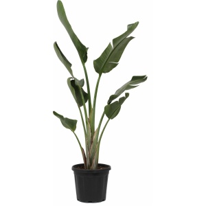 Kamerplant - Strelitzia Augusta - Paradijsvogelplant - ± 180cm hoog - 30cm diameter - in kweekpot