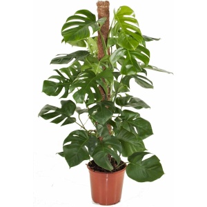 Plant in a Box - Monstera Deliciosa - Gatenplant - Groene kamerplant - Pot 24cm - Hoogte 120-130cm
