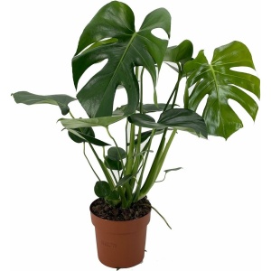 Plant in a Box - Monstera Deliciosa - Gatenplant - Kamerplant - Pot 17cm - Hoogte 50-60cm