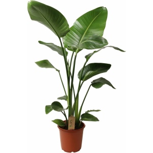 Plant in a Box - Strelitzia Nicolai - Paradijsvogel Groene Kamerplant - Pot 21cm - Hoogte 90-110cm
