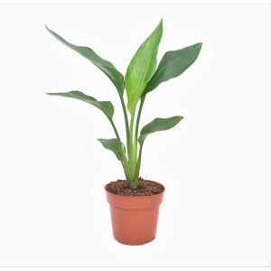 Plant in a Box - Strelitzia Reginea - Tropische kamerplant - Paradijsvogelbloem - Pot 9cm - Hoogte 25-40cm