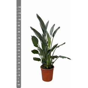 Strelitzia Reginae - 90cm